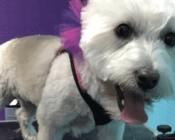 Dog stands on table at Waggin Tails groomer in Whitesburg, Kentucky. The business is owned by Tara Ritchie